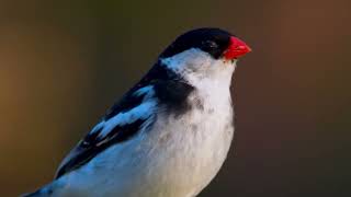 Burung finch berekor panjang  Pintailed Whydah [upl. by Moody]