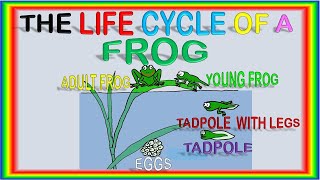 Life Cycle of a Frog for Kids  Fun and Educational Video Ciclo de vida de una rana para niños [upl. by Hudgens]