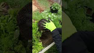 Intercropping tomato plants for the winter ➡️ spring transition tomatoes gardentips texasgarden [upl. by Ahsekam]