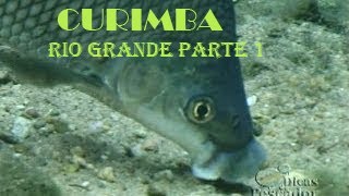 COMO PESCAR CURIMBA RIO GRANDE COM MASSINHA DE TRIGO PARTE 1 [upl. by Smalley435]