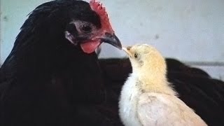 Maman Poule et Poussin de Bébé [upl. by Ayk950]