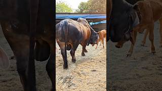 Big bull playing with a calf at Taz Cattle Ranch [upl. by Norwood895]