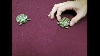 Our Baby Russian Tortoises [upl. by Alyks83]