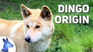 Origin of the Dingo Australias Ancient Canine [upl. by Bealle]