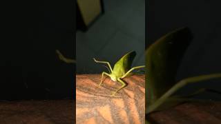 The grasshopper in srilanka shortvideo music grasshopper [upl. by Aleakam794]