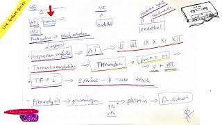 Antithrombotic mechanisms part Hemostasis LIVE by COILED in ENGLISH [upl. by Noyad494]