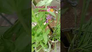 zinnia flower plant nature shortvideo gardening viralvideo [upl. by Urbanna]