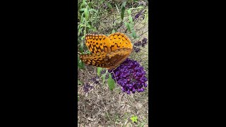 Great Spangled Fritillary Butterfly on butterfly bush [upl. by Karlan]