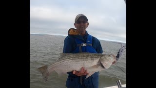 395 inch Striped Bass fishing in the Minas Basin Nova Scotia [upl. by Goer]