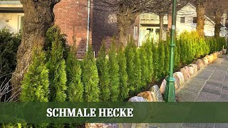 Welche Arten eignen sich für eine schmale Hecke [upl. by Petula640]