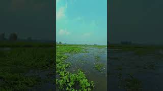 আমাদের গ্রাম অপরুপ সুন্দর foryou vloggerwashim river cinematic 2024short bangladeshnature [upl. by Sara]