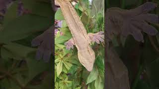 Look at this monster This is our New Caledonian Giant Gecko [upl. by Un]