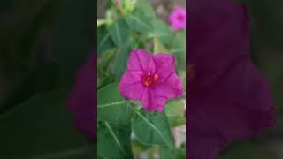 Marvelofperu  Mirabilis jalapa  the marvel of Peru or four oclock flower  Mirabilis plant [upl. by Booze743]