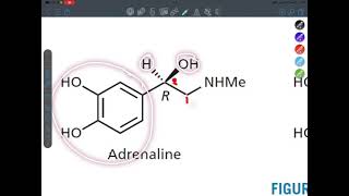 Adrenergic system part 1 [upl. by Amol]