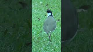 Masked Lapwing Plover in wetland shorts [upl. by Ykvir]