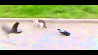 ‎2 Crows Instigate amp Start A Cat Fight [upl. by Wagshul]