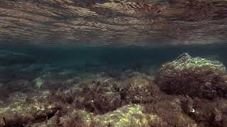 Snorkeling Époustouflant à Cala Longa  Plongée dans la Beauté Sauvage de la Corse [upl. by Ayidah]