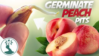 Growing a Peach Tree From Seed  Super Easy How To Grow Peaches From Pit [upl. by Chem]