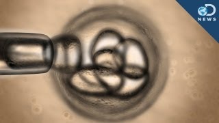 First Cloned Human Embryos Yield Stem Cells [upl. by Edita844]