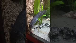 amfibi axolotllove axolotlpet axolotl axolotls animals funny [upl. by Kotick969]