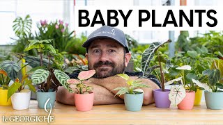 Baby Plants cosa sono e come prendersene cura 😍 [upl. by Hussein]