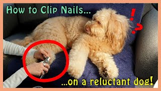 How to TRIM DOG NAILS on My Reluctant Goldendoodle [upl. by Irahs50]