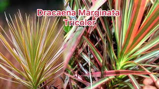 Dracaena Marginata Tricolor Propagation Cuttings amp Growth Secrets Revealedquot 😱🌱☘️🌵 [upl. by Ttemme848]