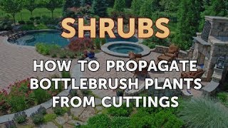 How to Propagate Bottlebrush Plants From Cuttings [upl. by Maurizia732]