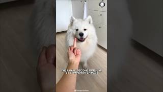 Samoyed ❤️‍🔥 Unconditional Love amp Loyalty [upl. by Lily]