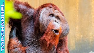 3 Especies de orangután más increíbles [upl. by Perpetua307]