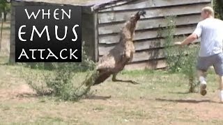 When Emus Attack  Emu Chases Man [upl. by Ytisahc248]