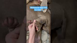 We have a lot of Weimaraner puppies 🙈❤️weimaraner puppy puppies dogshorts dogs [upl. by Enyawud]