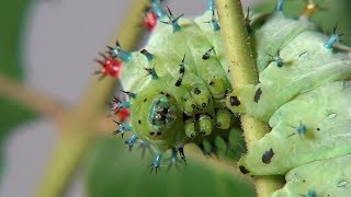 Cecropia Moth Caterpillars from egg to starting a cocoon [upl. by Cohbert693]