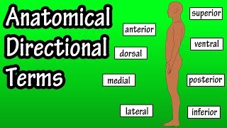 Anatomical Position And Directional Terms  Anatomical Terms  Directional Terms Anatomy [upl. by Aniehs]