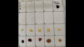 Amylase activity  Determination of Achromic point [upl. by Levenson384]