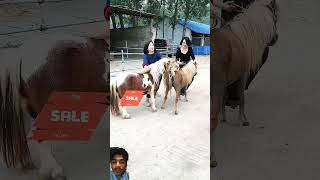 horse pony animals cute love duetz comedyfilms dormido funnycomedy horselover [upl. by Alodee618]