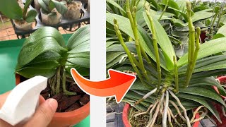 Flower buds grow profusely with this easy method [upl. by Eyatnod543]