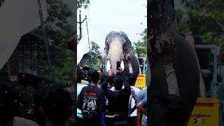 Mass entry of Chirakkal Kalidasan🔥ചിറക്കൽ കാളിദാസൻ elephant aanapremi pooram [upl. by Aitahs170]