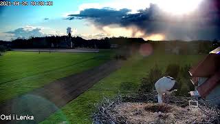 Gniazdo Ostrołęka  Bociany na żywo quotOsti i Lenkaquot [upl. by Matejka]