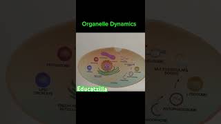 Organelle Dynamics [upl. by Narcho648]