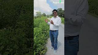 Biochar from Lantana Camara  Beneficial for land amp Agricultural  Sajeevan Life [upl. by Kciv]