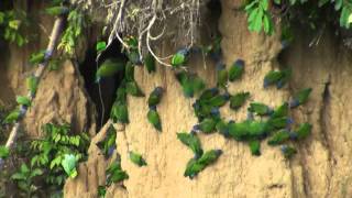 Birds of Peru Blue headed parrots at clay lick [upl. by Laris]