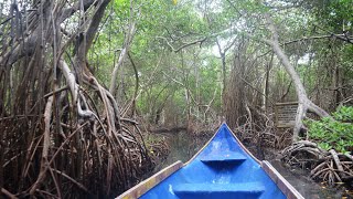 QUE HACER EN COVEÑAS 🌟Tour Ciénaga la Caimanera Coveñas con El Mejor Guía [upl. by Delila697]