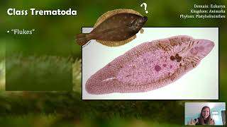 Class Trematoda Flukes not Flounder [upl. by Robinette]