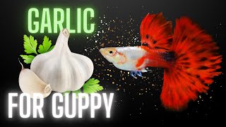 Guppy Fish Care  Why You Should Feed Garlic to Your Guppies [upl. by Lemal]