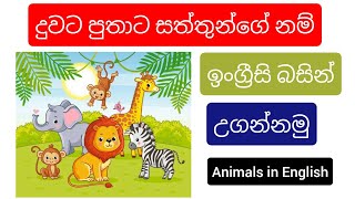 Animals in English and Sinhala with videos සතුන්ගේ නම් ඉංග්‍රීසියෙන් සහ සිංහලෙන් [upl. by Ahsieka407]