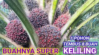 Kelapa sawit ppks TN1 Memang Paling Unggul Buahnya Keliling 1Pohon 8 Buah Mantap😱😱😱 [upl. by Ralfston]