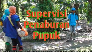 Supervisi Penaburan Pupuk [upl. by Carmelle]