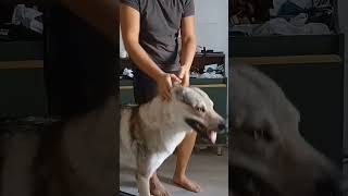 Wolfdog learns to vacuum  what next dog tricks training [upl. by Blunk]