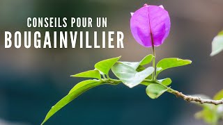 Un Bougainvillier BonsaÃ¯ [upl. by Eurd]